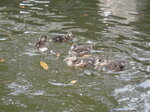 autumn-ducklings_8148077541_o.jpg