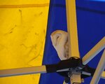 barn-owl-in-a-tent_17075866670_o.jpg