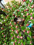 bee-on-a-cotoneaster_7182343810_o.jpg