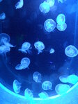 blue-jellyfish_7644143846_o.jpg