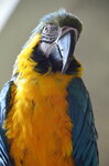 blue-macaw--tropiquaria_9626825605_o.jpg