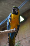 blue-macaw--tropiquaria_9630036372_o.jpg