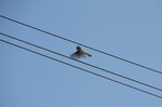 blue-tit-in-flight_8664315397_o.jpg