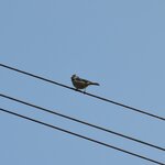 blue-tit-on-telephone-wires_8665417398_o.jpg