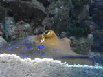 bluespotted-ribbontailed-ray_7644095802_o.jpg