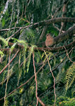 bullfinch-in-a-tree_14868703287_o.jpg