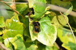 bumble-bee-on-ivy_13953007082_o.jpg