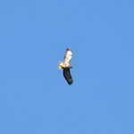 buzzard-in-flight_8728647519_o.jpg