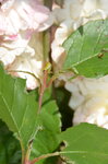 caterpillars-on-the-rose-bush_14562399990_o.jpg