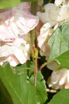 caterpillars-on-the-rose-bush_14749074725_o.jpg