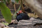 crested-wood-partridge--tropiquaria_9626870163_o.jpg