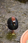 crested-wood-partridge--tropiquaria_9626973985_o.jpg