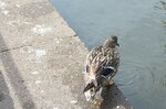 dabbling-duck_14272834432_o.jpg