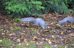 darting-squirrels_16010927426_o.jpg