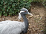 demoiselle-crane--tropiquaria_9630277280_o.jpg