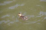 duckling_14088294030_o.jpg