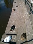 ducks-in-the-park_17077163359_o.jpg