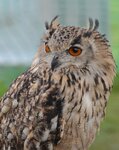 eagle-owl_15032281846_o.jpg