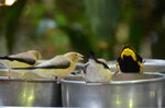 feeding-birds--tropiquaria_9626963123_o.jpg