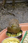 female-madagascan-partridge--tropiquaria_9626984559_o.jpg