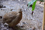 female-madagascan-partridge--tropiquaria_9630047136_o.jpg