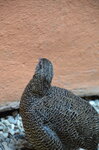 female-madagascan-partridge_9630092224_o.jpg