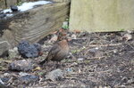 foraging-blackbird_8603441556_o.jpg