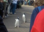 gentoo-penguin-parade_7076183985_o.jpg