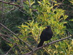 perched-blackbird_8478848667_o.jpg