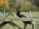 picnic-crow_8142008285_o.jpg