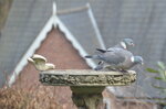 pigeons-on-a-bird-bath_8619172123_o.jpg