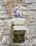 pigeons-on-a-joist-support_15054208592_o.jpg