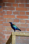 purple-glossy-starling--tropiquaria_9630166864_o.jpg