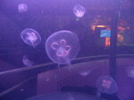 purple-jellyfish_7644057370_o.jpg