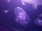 purple-jellyfish_7644064876_o.jpg