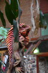 red-iguana--tropiquaria_9630083748_o.jpg