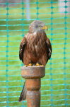 red-kite_15051597821_o.jpg