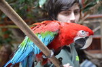 red-macaw--tropiquaria_9627150593_o.jpg