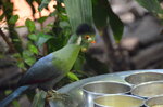 white-cheeked-turaco--tropiquaria_9626906657_o.jpg