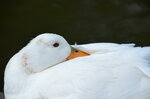 white-duck_8878924500_o.jpg