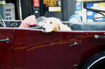 dog-in-a-classic-car_16035928002_o.jpg