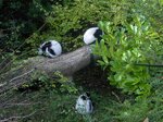 group-lemur-nap_6285808714_o.jpg