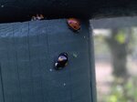 ladybirds_6285229489_o.jpg