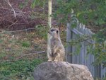 meerkat-lookout_6285229497_o.jpg