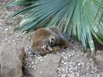 meerkat-nap_6285824882_o.jpg