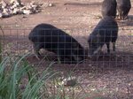 peccary_6285774392_o.jpg