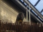 squirrel-monkey_6285808738_o.jpg