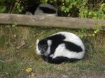 who-disturbs-my-nap-lemur_6285808720_o.jpg - 1.4MB