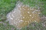 blossom-in-a-muddy-puddle_14015210881_o.jpg