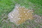 blossom-in-a-muddy-puddle_14038387893_o.jpg